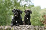 CANE CORSO 1140